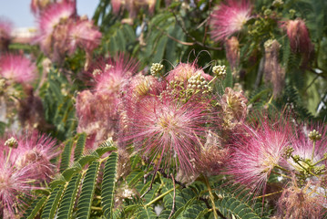 Albizia Julibrissin inflorescence