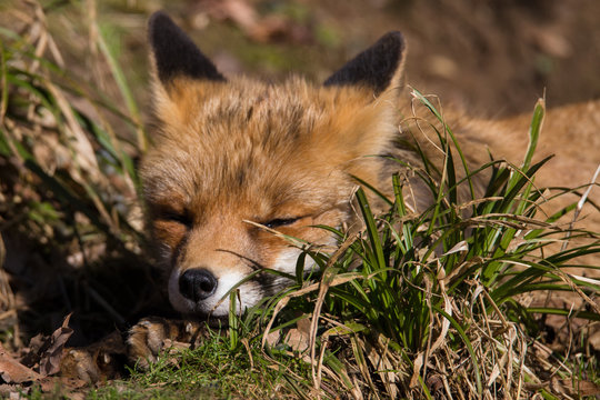 Rotfuchs am ruhen
