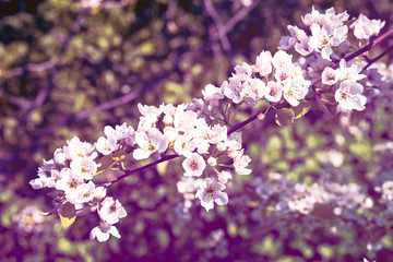 branch of a blossoming spring tree