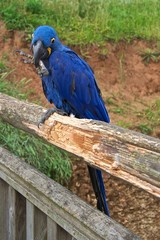 The hyacinth macaw (Anodorhynchus hyacinthinus) or hyacinthine macaw, with its claw in its beak.