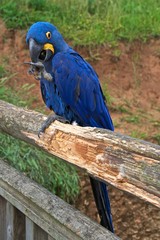 Hyacinth macaw (Anodorhynchus hyacinthinus), or hyacinthine macaw with its beak open.