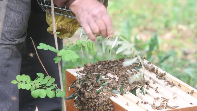 The beekeeper system is the newly swarmed bee swarm