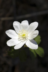 Lonely white wood anemone flower in Siberian taiga forest in spring. Flower in center, vertical orientation.