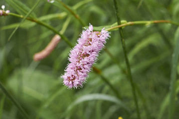  Bistorta officinalis