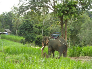 Fototapeta na wymiar Elefant in Thailand