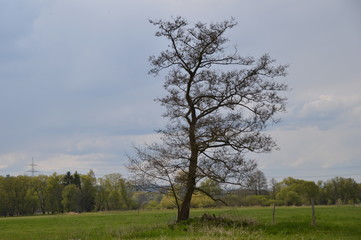 Baum auf Weide