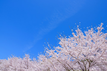 青空と桜