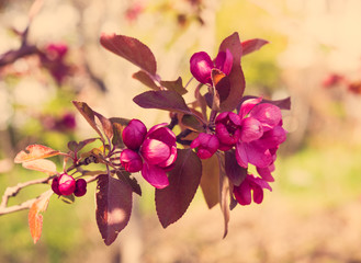 Fototapeta na wymiar branch of a blossoming spring tree