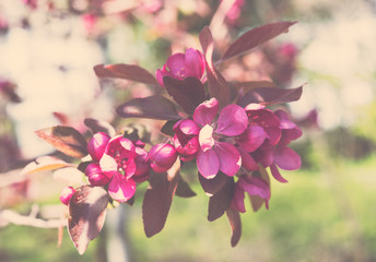 branch of a blossoming spring tree