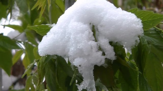 Ukraine. Dnipro. Anomaly, snow in late spring. Snow lies on green fresh leaves on the tree. 50 fps