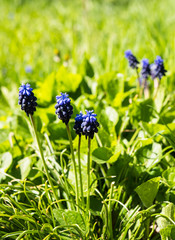 Blooming spring flowers of muscari