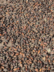 Cutbert Peters Park,  Douglaston Estate – Ehemalige Plantage, Kakaobohnen, Staint Andrew, St. George, Grenada, Kleine Antillen, Karibik, Mittelamerika