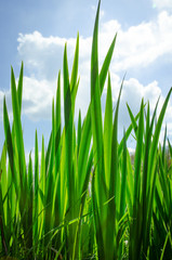 Grüne Gräser im Gegenlicht