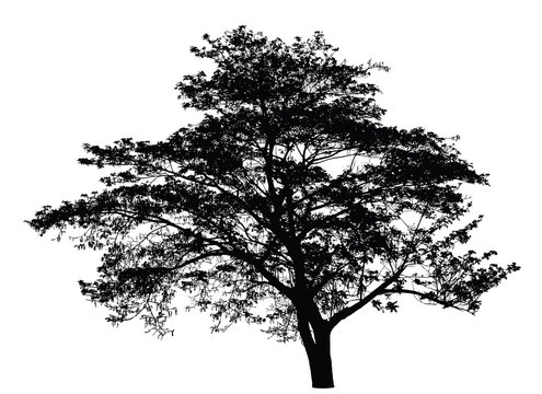 Big tree silhouette : vector