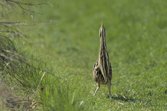 Tarabuso in atteggiamento di mimetismo