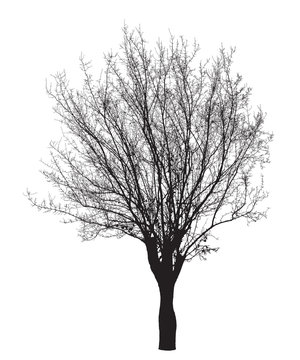 Tree silhouette : Detailed vector