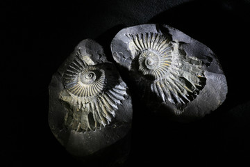 ammonite fossil