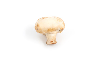 Mushroom champignon isolated