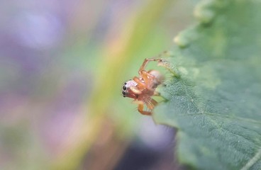 tiny spider on green leaf