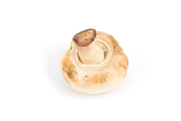 Mushroom champignon isolated