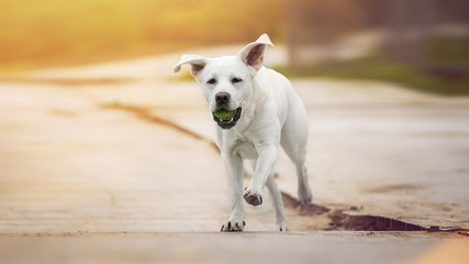 Junger labrador retriever hund welpe mit tennisball im maul rennt mit hochstehenden ohren 