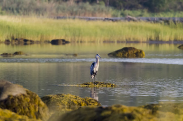 Great Blue Heron seaweed-covered rock