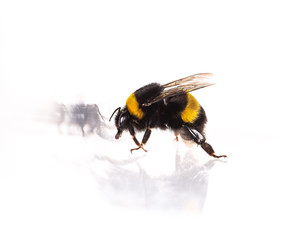 Bumblebee close-up on white isolated background