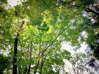 光が射し込む森林