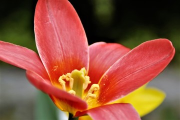 Fototapeta na wymiar tulipano