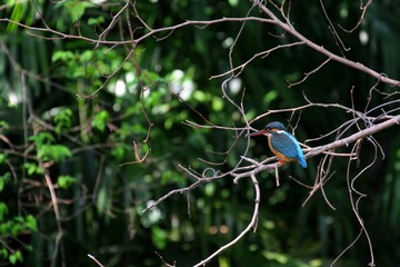 Female Common Kingfisher (Alcedo atthis) in Japan - カワセミ