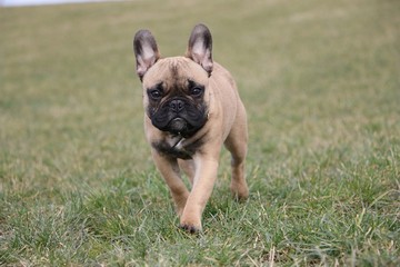 laufende französische bulldogge im garten