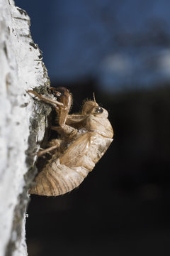 Close-up of cicada on rock outdoors