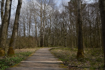 Obraz premium Weg durchs Moor