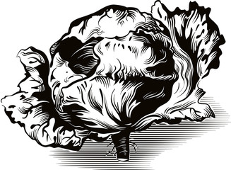 Obraz premium of Castelfranco radicchio plant.