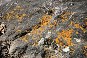 Stone with lichen (background)