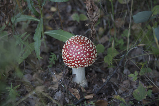 High angle view of fly agaric mushroom growing on land in forest