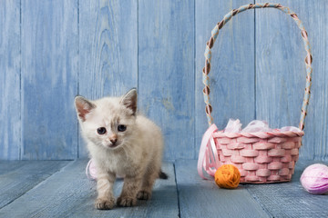 Fototapeta na wymiar White kitten at blue wood
