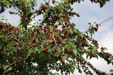 mulberry