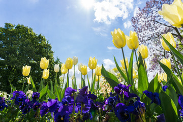 Gelbe Tulpen im Frühling 