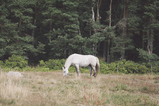 Side view of horse grazing on field by trees