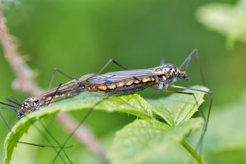 Copulation of beetles closeup