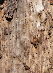 Trunk of an old tree with a peeled bark closeup