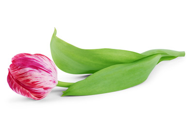 Red tulip with leave on a white background closeup