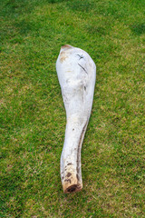part of lower jaw bone of sperm whale with teeth removed