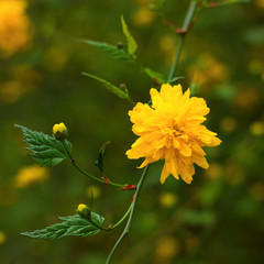 Kerria japonica or Pleniflora in spring time