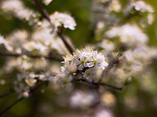Close up beautiful blossom tree