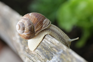 Weinbergschnecke