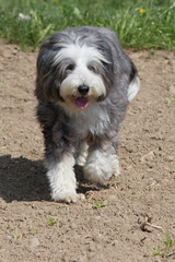 Bearded Collie dog running