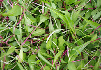 Fresh cut salad greens