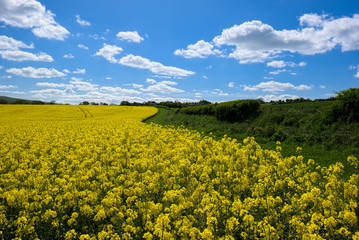 Obraz premium Rapeseed in the Rolling Sussex Countryside